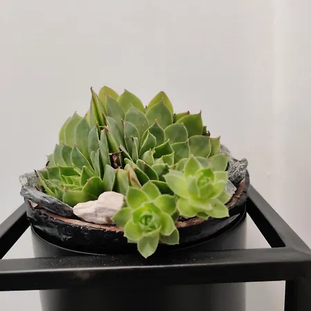 Casuta Cu Parcare Si Gradina - The Cozy Chic Retreat Apartmán *