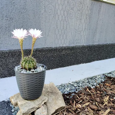 Casuta Cu Parcare Si Gradina - The Cozy Chic Retreat