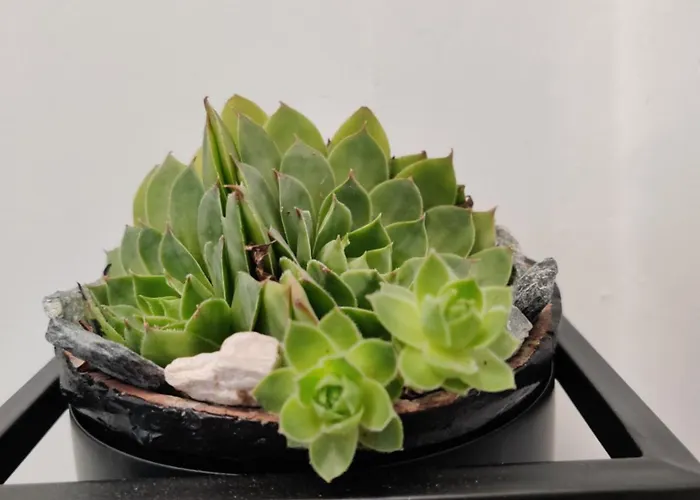 Casuta Cu Parcare Si Gradina - The Cozy Chic Retreat Apartment *