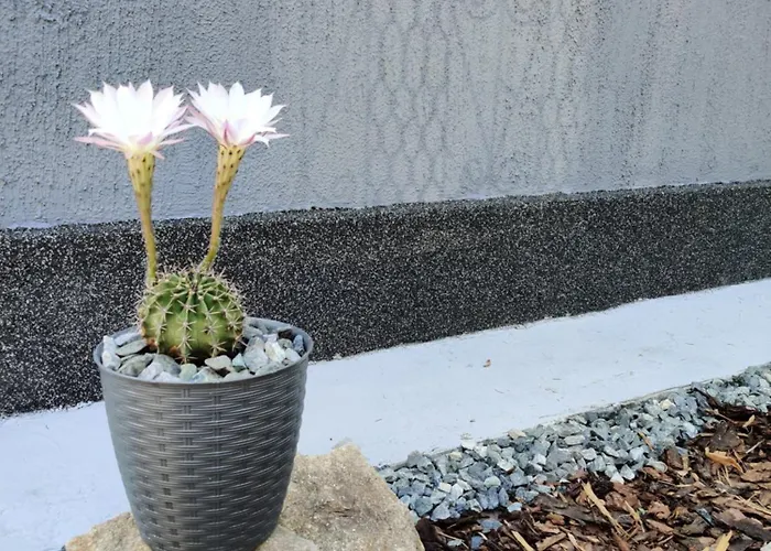 Casuta Cu Parcare Si Gradina - The Cozy Chic Retreat